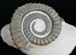 Anetoceras Ammonite With Trilobite Heads #10879-3